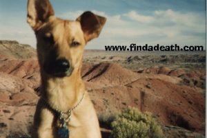 Osito-the-wonder-dog